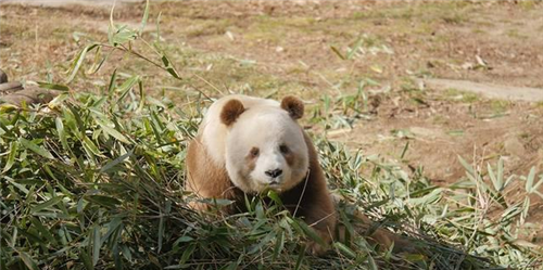 中国发现一只变种大熊猫全球仅有一只西方各国眼红不已