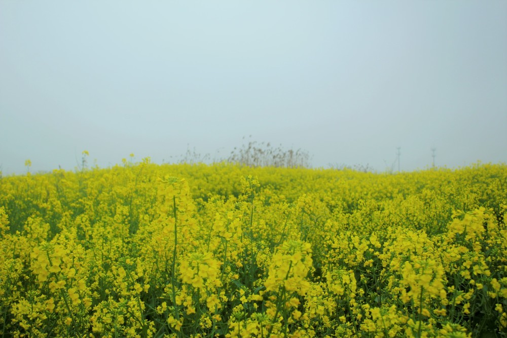 油菜花,2021年最后一次拍了