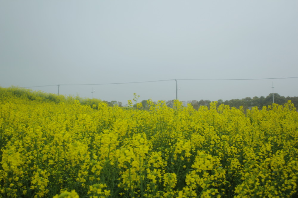 油菜花,2021年最后一次拍了