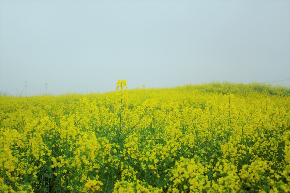 油菜花,2021年最后一次拍了