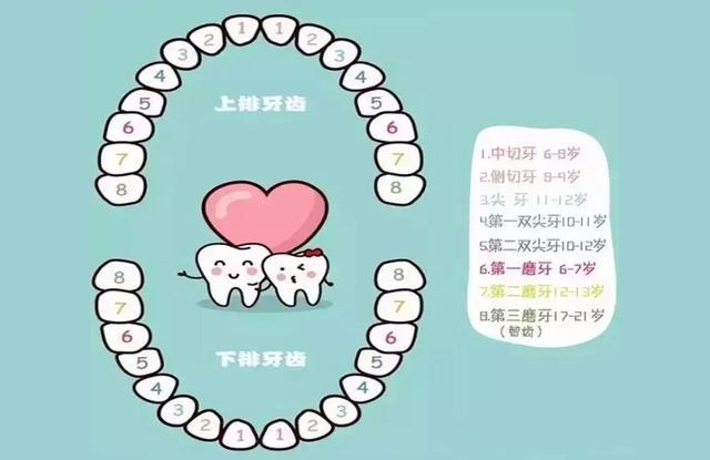 儿童换牙时间顺序表:几岁换,怎么换?宝妈可收藏备用