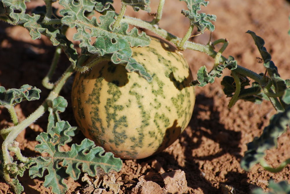 图注:药西瓜cucumis myriocarpus,有毒