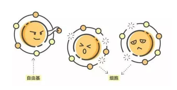 都在说皮肤要"抗氧化","抗氧化"抗的到底是什么?