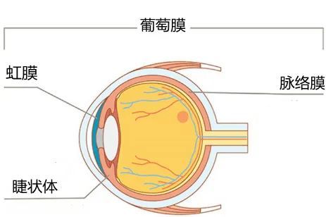 葡萄膜(又叫"眼色素")是眼球壁的第二层,由于这层膜取出后像一个葡萄