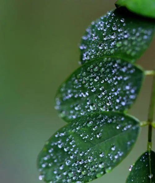 今年清明时节雨纷纷吗?