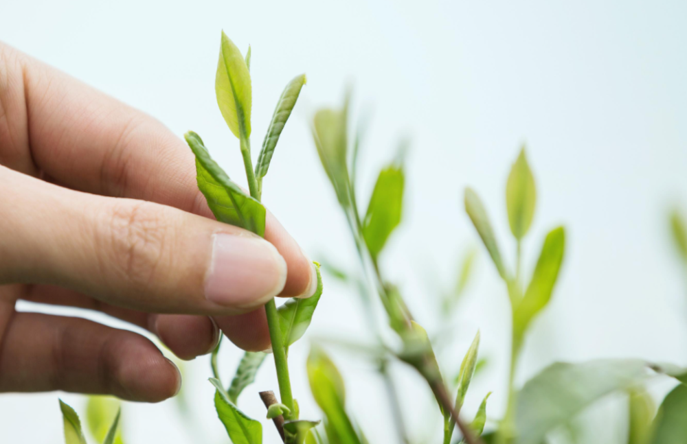 为何明前茶特别贵?听听老茶客怎么说