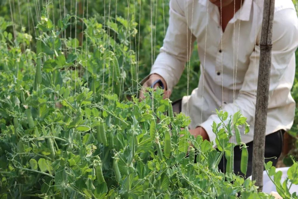 每年由村委会组织合作社农户进行青豌豆科学种植技能培训,系统的对青