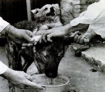历史上的"双头狗"实验是怎么回事?最后那两只狗活了多久?