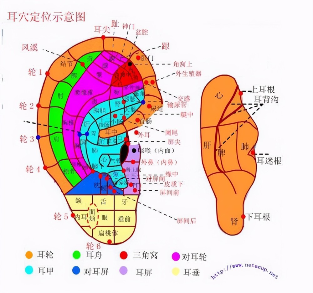 六腑都有着密切的联系,人体的各个部位都可以在耳朵上找到相应的位置
