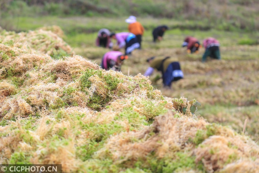 贵州大方海花草种植助农增收