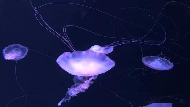 紫纹海刺水母的幼体伞面是呈淡粉红色的,伞体边缘的八条触角细长且黑