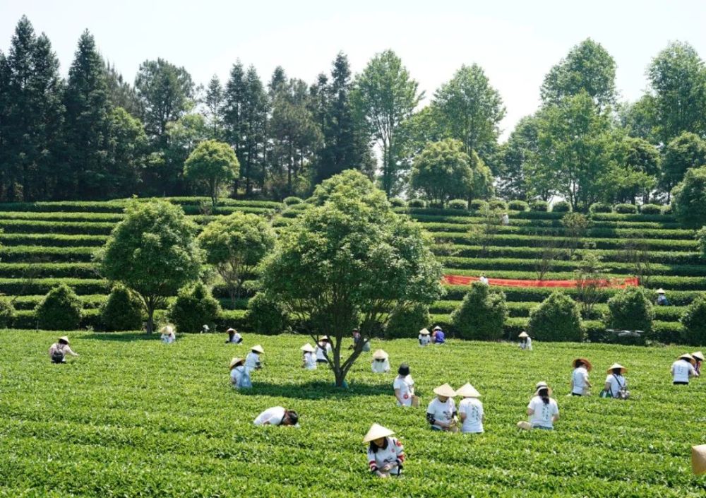 金井三棵树茶园:位于金井镇金龙村的三棵树茶园,以茶园间合抱共生的三