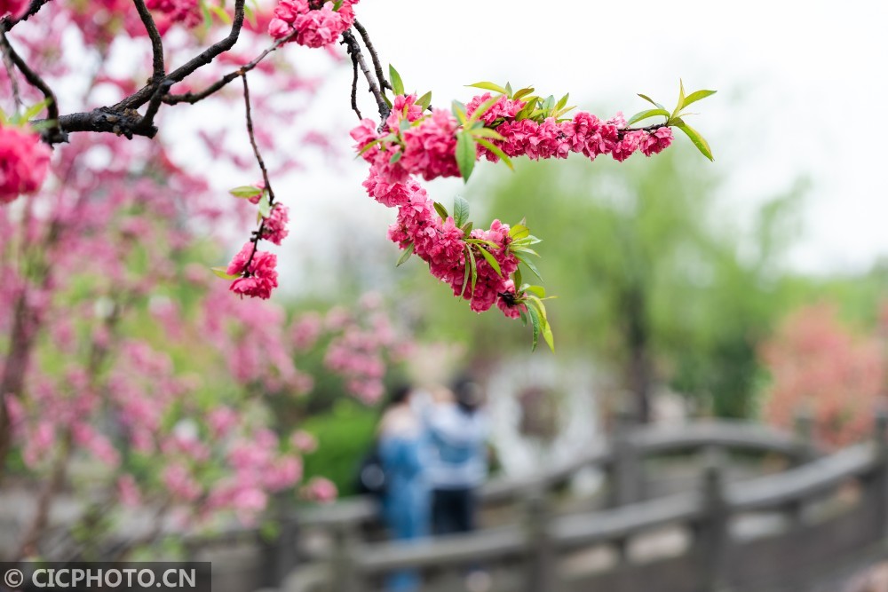 江苏无锡:桃花朵朵开 最美江南景