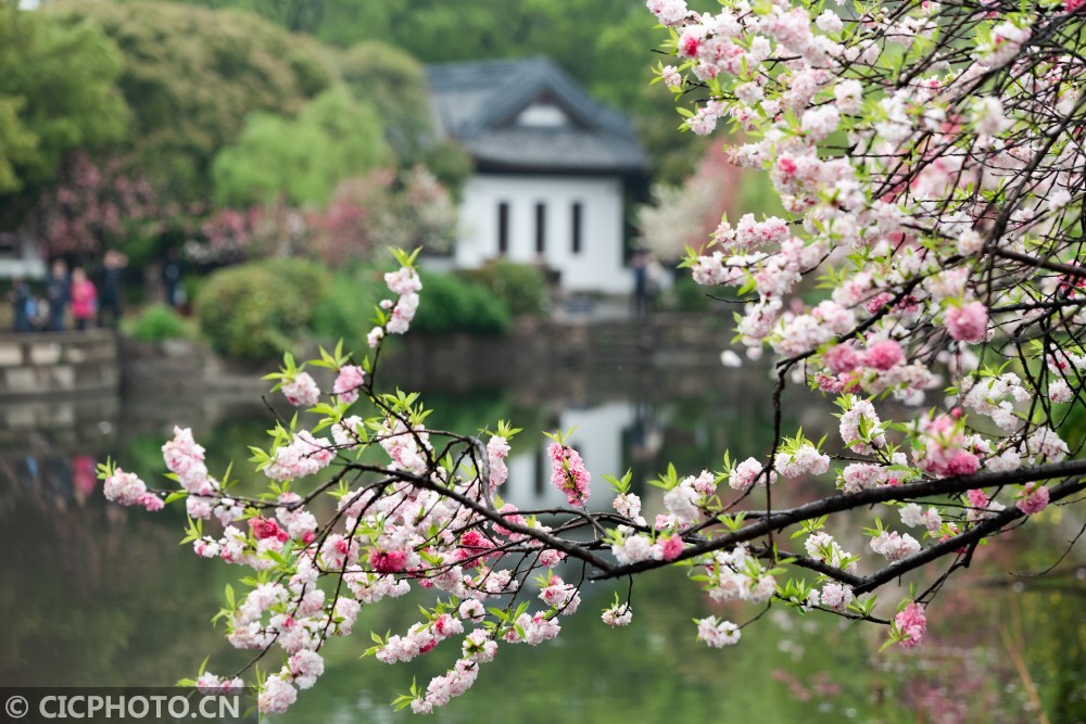 江苏无锡桃花朵朵开最美江南景