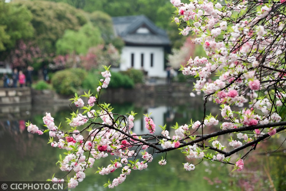 2021年4月2日拍摄的江苏省无锡蠡园盛开的重瓣桃花.