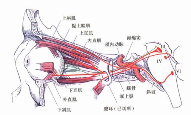 眼肌运动神经走行(侧面观)