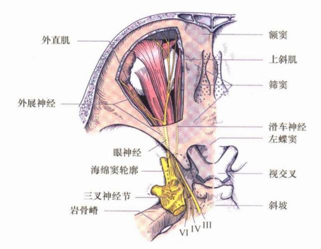 图3  眼肌运动神经走行(背面观) 了解支配眼球活动的眼外肌及神经解剖