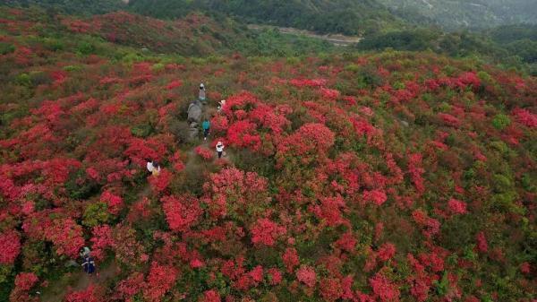 江西石城:万亩杜鹃花开成海