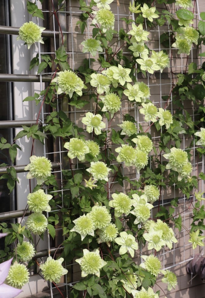 耐阴藤本花卉—铁线莲"绿玉",北阳台也能种,还能给你一面花墙
