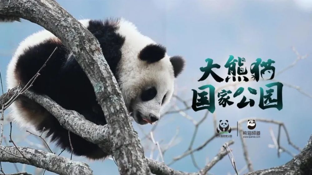 熊猫生态廊道体验国宝级自然教育课聆听净土守护者的动人故事这"与世