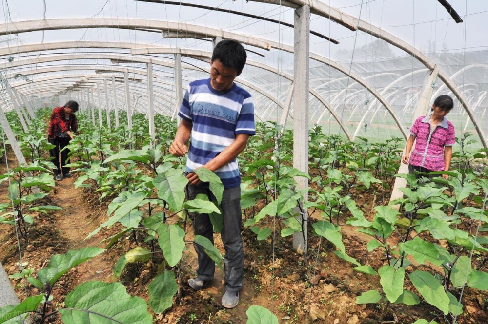 露天种植茄子怎么管产量高?这3个小办法不可少,方法人人都可用