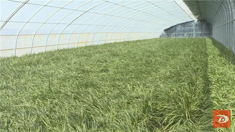 敦煌:韭菜飘香收割忙