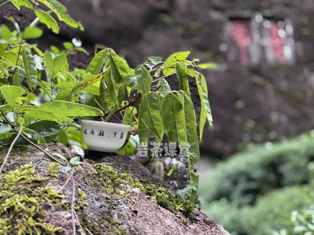 传统,狭义,广义,3个名词,澄清真相:燕子窠是正岩茶吗?