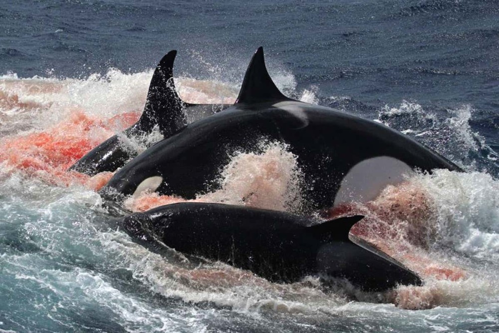 虎鲸vs大白鲨谁才是真正的海洋霸主全面对比后战局一边倒