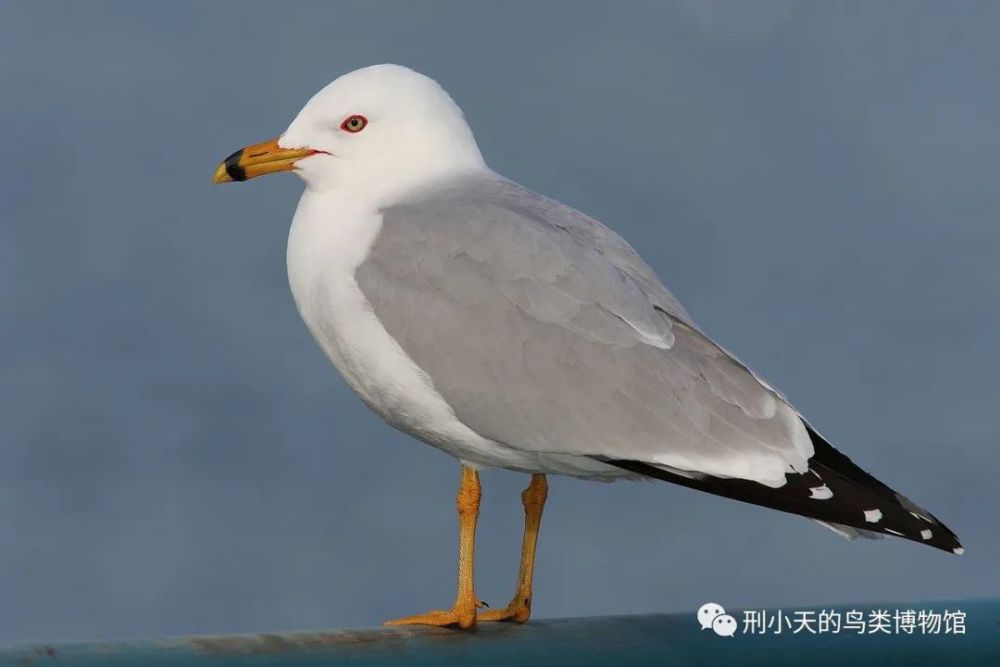 那只要去码头整点薯条的"海鸥",飞到中国来了!