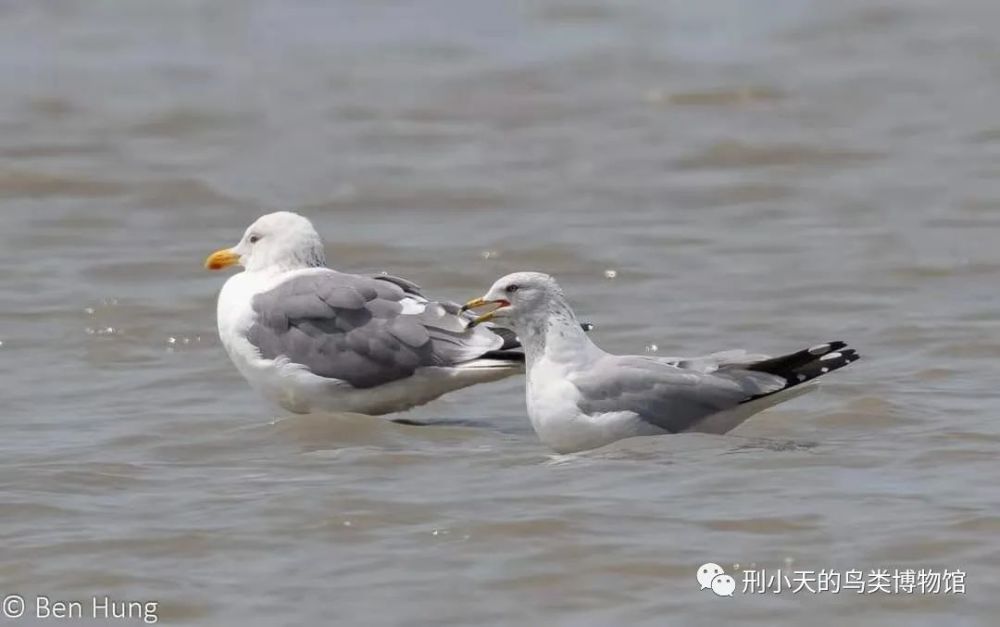 那只要去码头整点薯条的"海鸥,飞到中国来了!