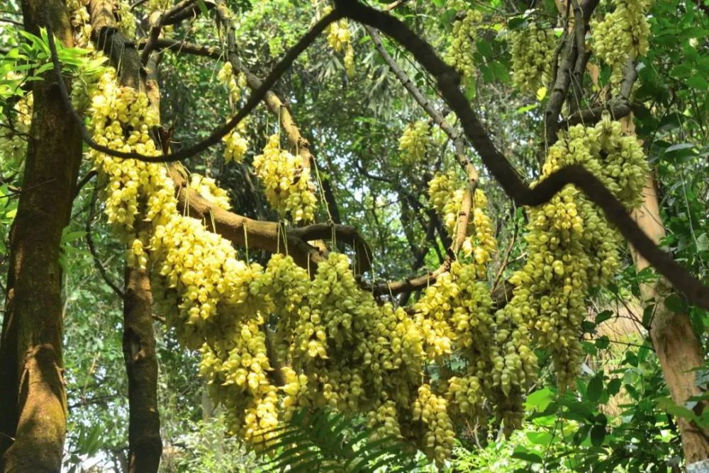 广州天鹿湖森林公园禾雀花