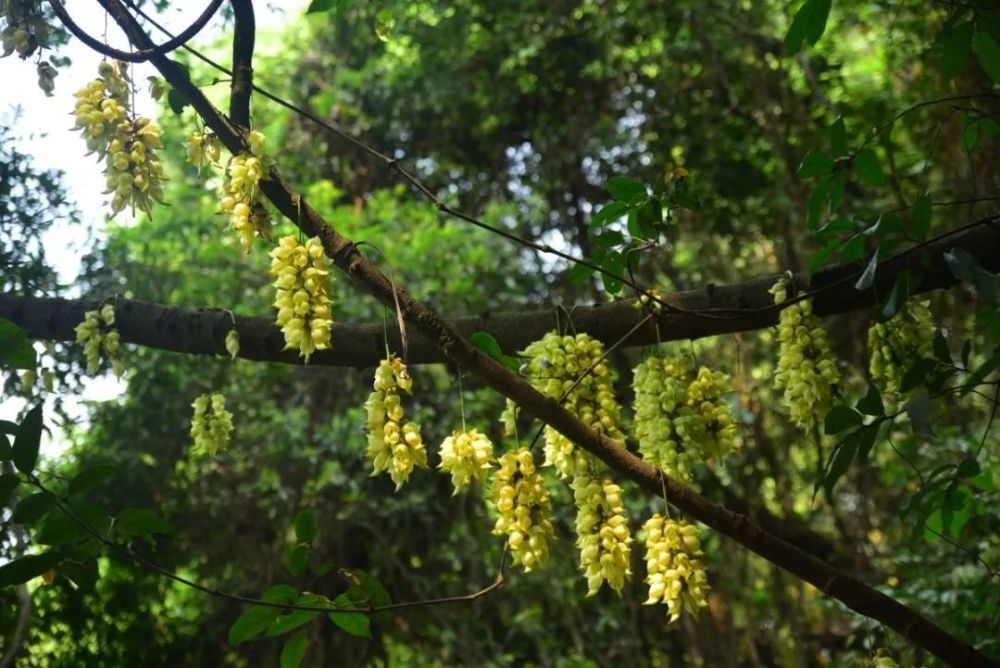 广州天鹿湖森林公园禾雀花