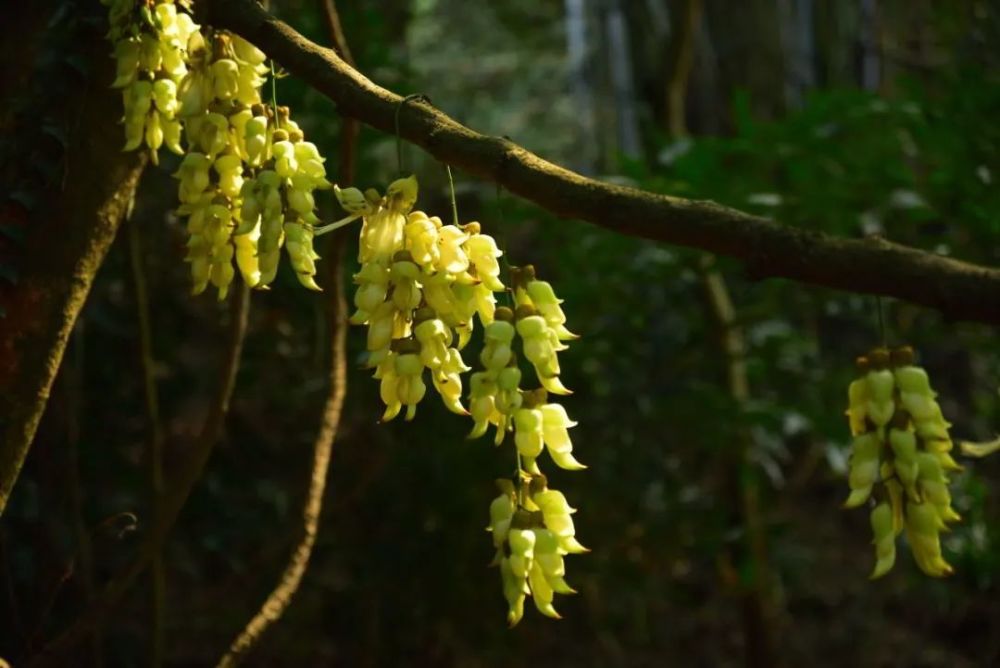 广州天鹿湖森林公园禾雀花