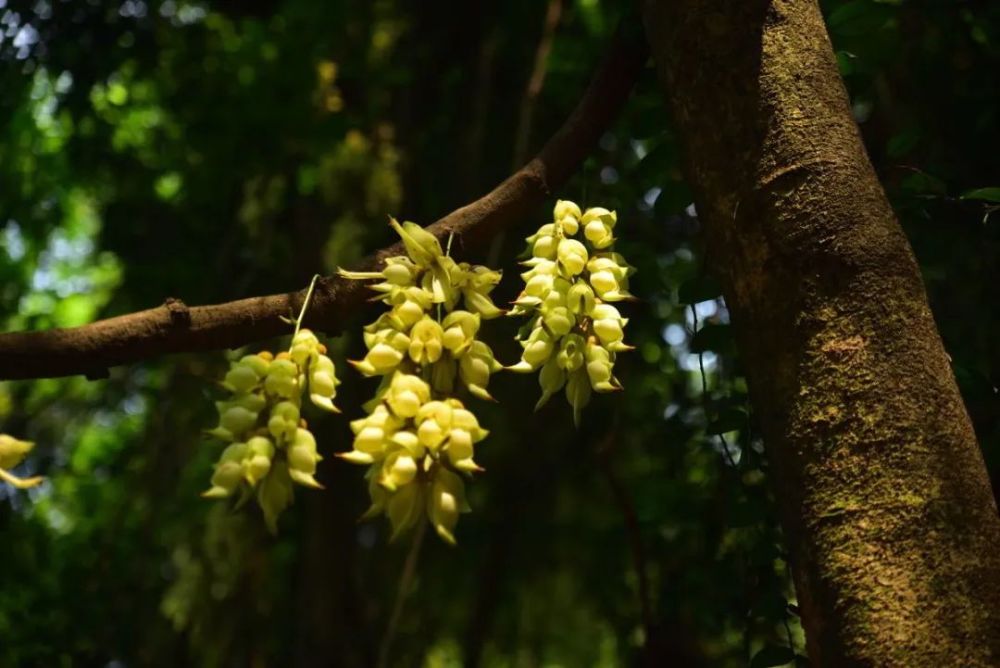 广州天鹿湖森林公园禾雀花