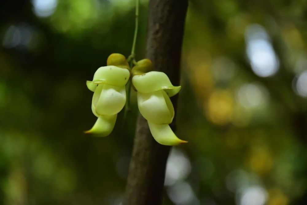 广州天鹿湖森林公园禾雀花