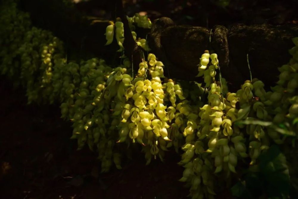 广州天鹿湖森林公园禾雀花