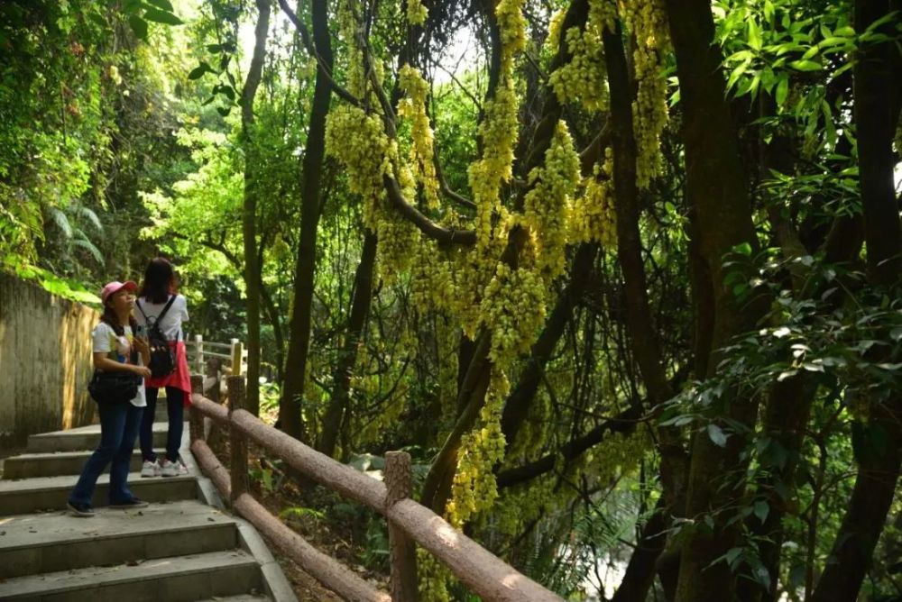 广州天鹿湖森林公园禾雀花