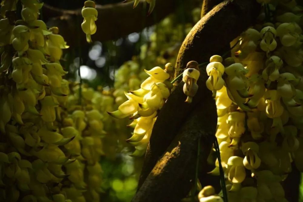 广州天鹿湖森林公园禾雀花