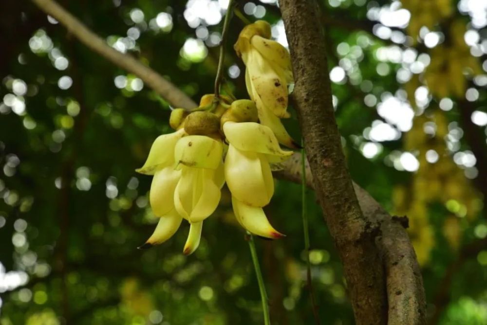 广州天鹿湖森林公园禾雀花