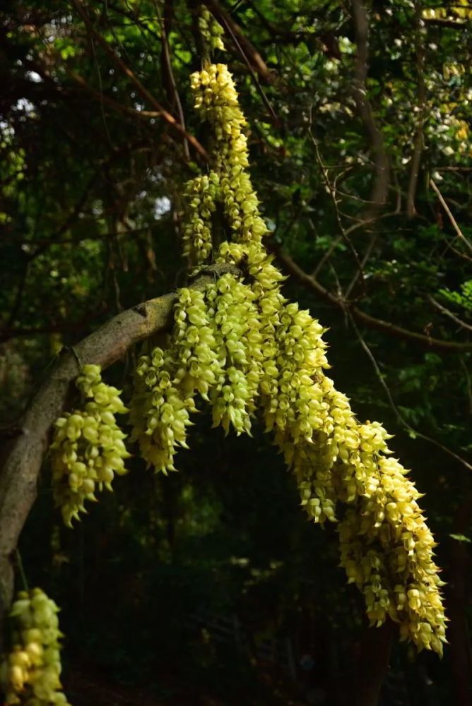 广州天鹿湖森林公园禾雀花