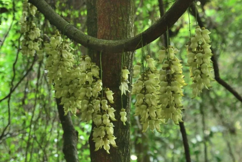 广州天鹿湖森林公园禾雀花