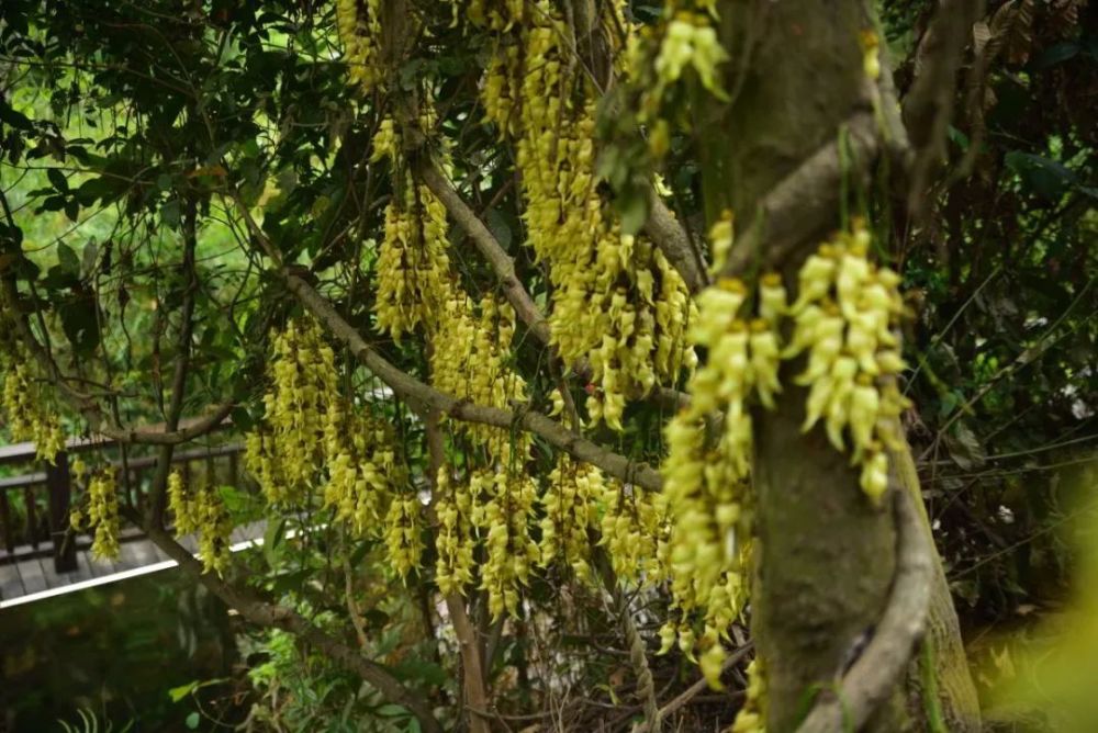 广州天鹿湖森林公园禾雀花