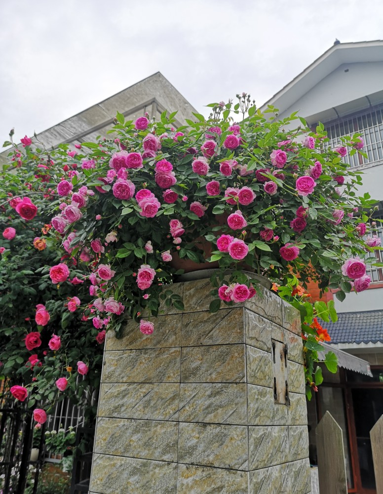 这种花名叫"麻吉婶婶",是一款微型月季花,近年来很受欢迎的品种,身上