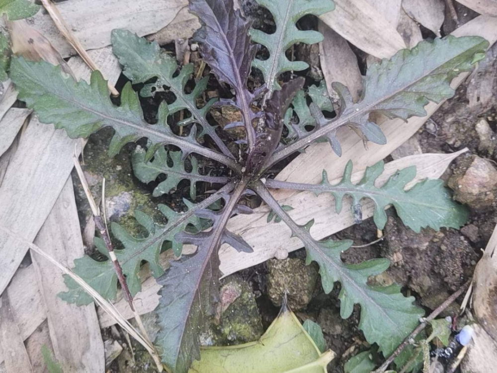 春天的野菜大全,小心辨认,千万别挖错了