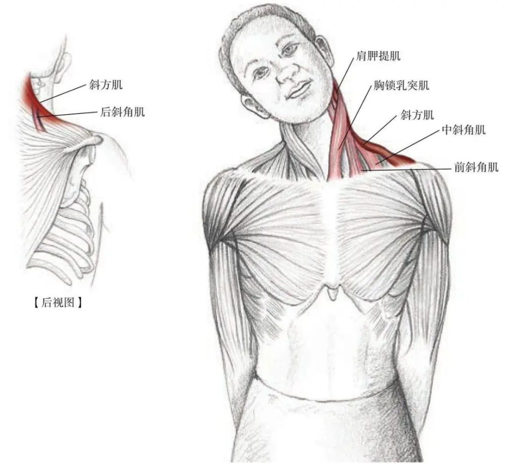 2,颈部旋转拉筋操