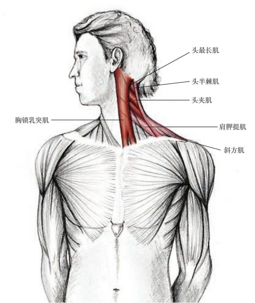 作用肌群:胸锁乳突肌,头夹肌,头半棘肌,头最长肌.