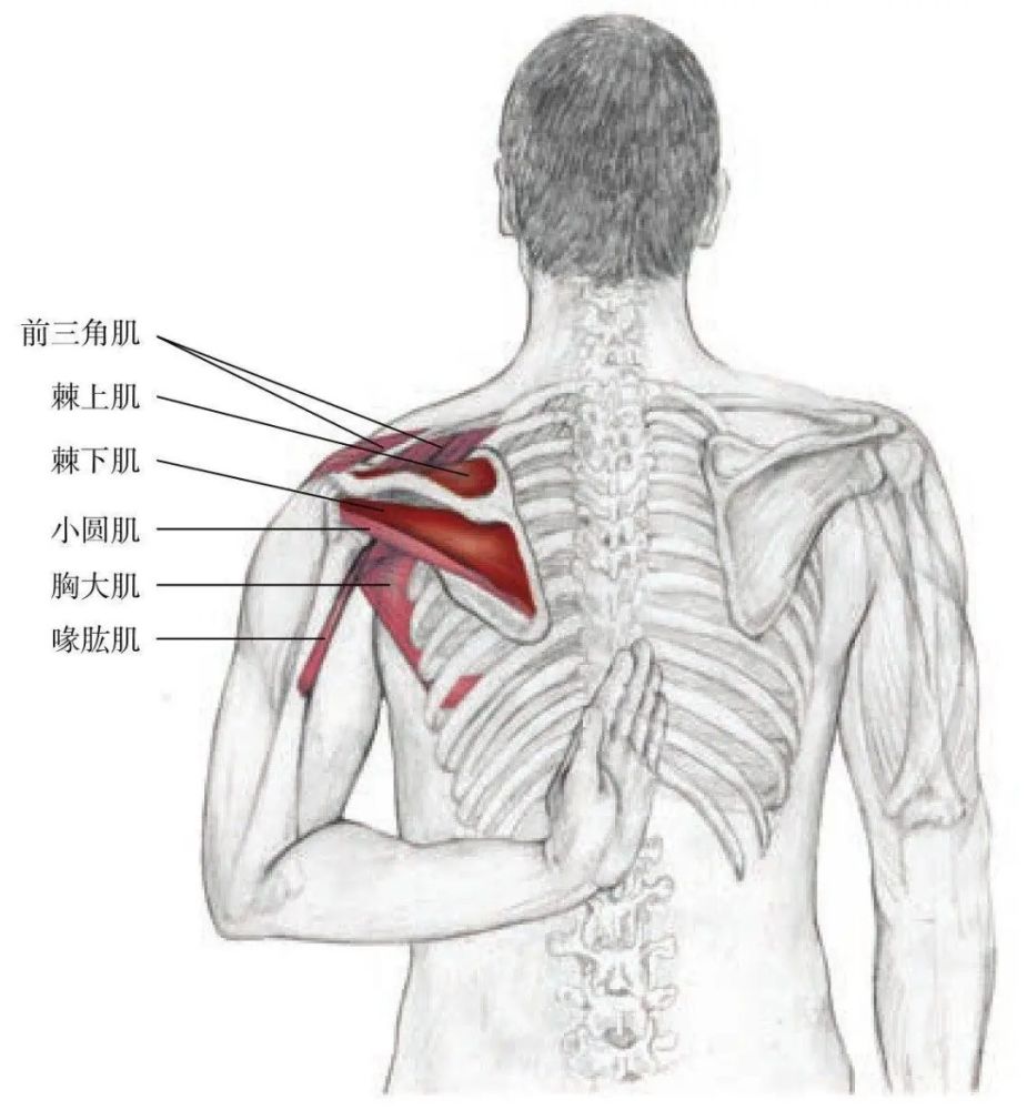 作用肌群:棘上肌,棘下肌.