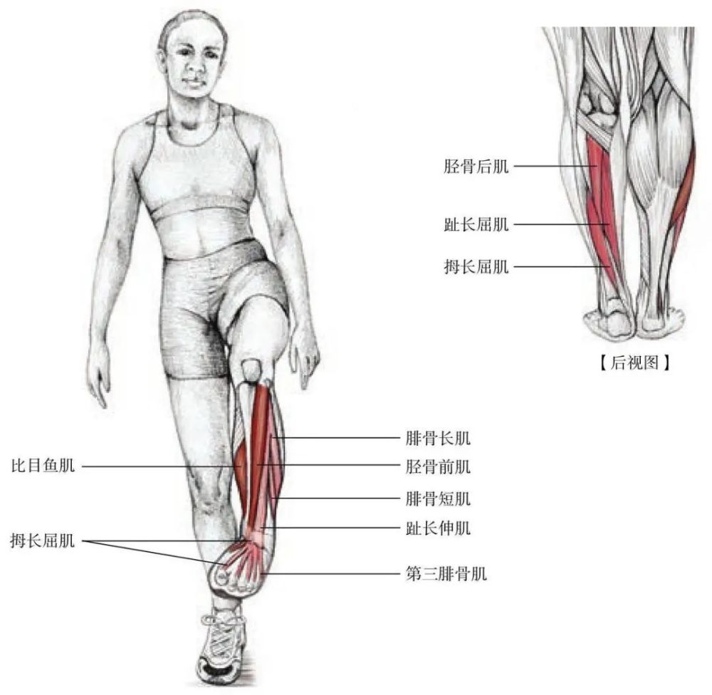 5分钟松筋活络,轻松缓解筋骨老化