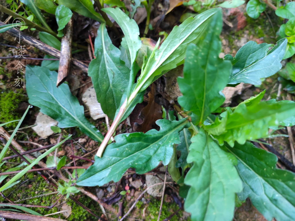 清明节,不负春日好"食"光,此6种野菜别忘吃,吃对健康过春天