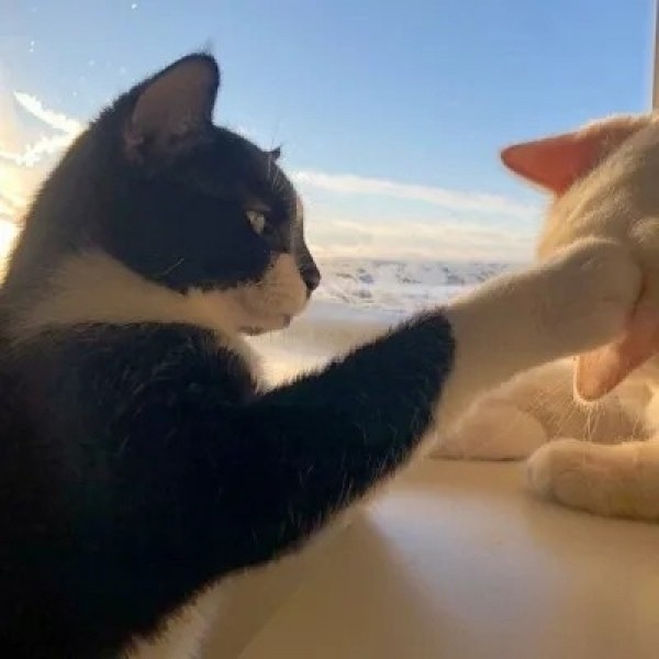 超可爱猫咪情头你生日几号吖我密码忘了